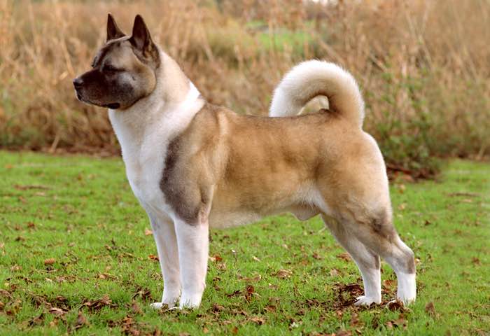 Large akita breeders best sale